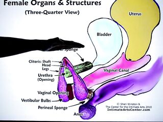 HOW TO SQUIRT ?! Explained FAST !!! Mr PussyLicking