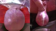 Cumballs Compilation Daddy Real Futa Balls Cumshot Dream Mix Real Futanari Thick Cum Sticky Cum Creme