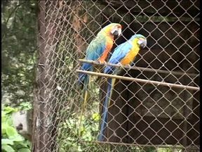 Horny exotic bitch takes cock in both holes during threesome