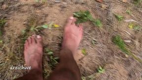 crushing plants in the field