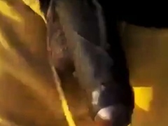 Big Black Cocks Outdoors