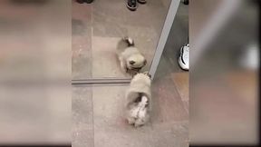Baby Dogs - Cute Dog Videos Compilation