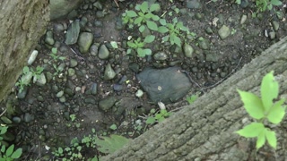 Peeing From a Fallen Tree in a Public Park