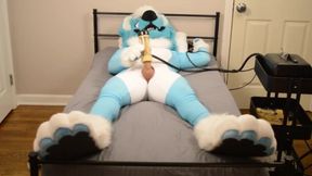 Murrsuiter uses a milker again