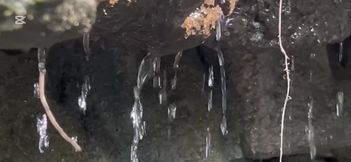 Big Ass Femboy Forest Cruise Cum Gushing Hole Wrecked