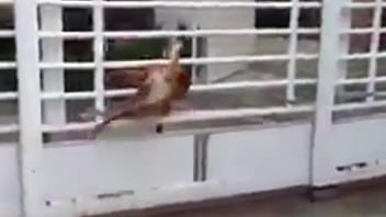 Dedo no cu e gritaria