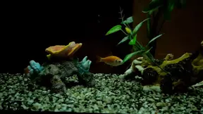 Cold Easter Fucking in Front of the Fireplace