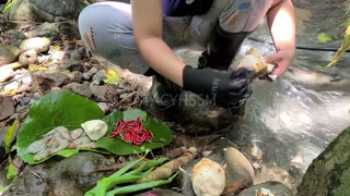 Pinay Outdoor Porn Harvest and Cooking Bamboo Shoots