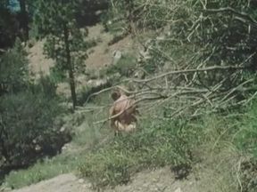 Young Cum Lickers