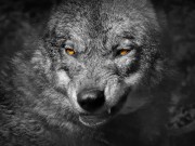 Small Town Gay Boy Turned Radical Pornstar [Onlyfans.com/Flint-Wolf]