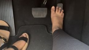 This little piggie went to the market
