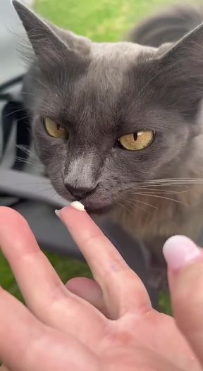 Amateur girlfriend enjoys homemade pussy lick session