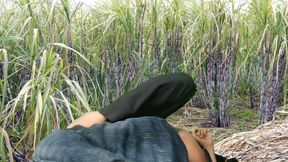 Fucking in the Sugarcane Field