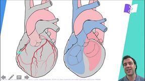 VASCULARIZA&Ccedil_&Atilde_O ORDINARIA