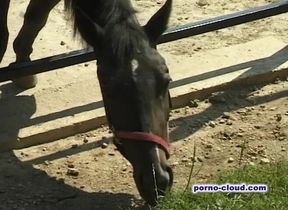 Grannys summer fuck - DVD