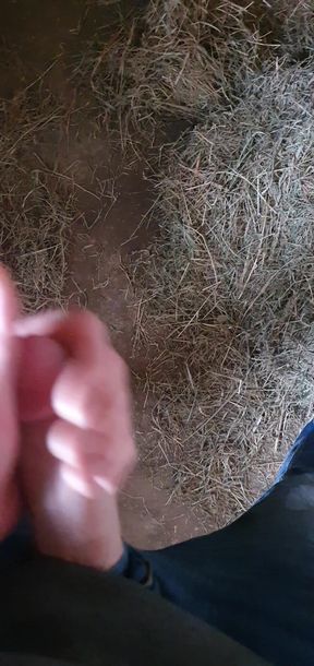 In the horse stable jerking off