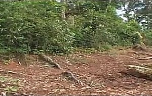 Tranny crowd vs a guy outdoor