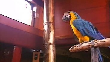 The Boat and the Parrot, with Tunde