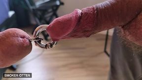 two cigar smoker pigs do thug-o-war with their prince albert piercings #piercedcock