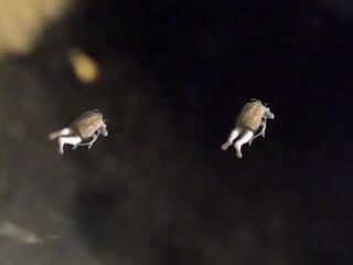 Unaware Giantess – Tinies in Roach Disguises vs the Huge Vacuum