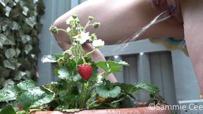 Watering My Strawberry Plant