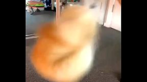 Ponerme cola por la cola