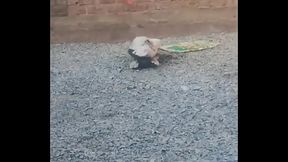 Pato se folla pata virgen salvajemente