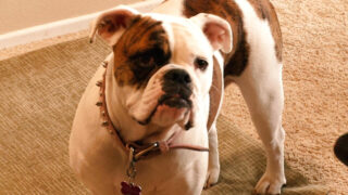 Lela Star và Brooke Belle thay phiên nhau bú dương vật trước khi quan hệ tình dục qua đường hậu môn mãnh liệt