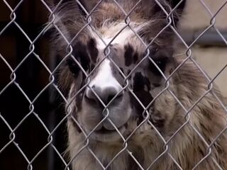 Brittney Drilled Hard by a Large Jock