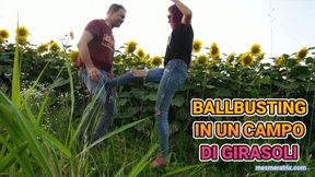 BALLBUSTING IN UN CAMPO DI GIRASOLI