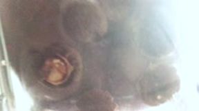 food and object crush - Muffin Mayhem: Goddess Butt Crush on Clear Chair, ass fetish, femdom, crush 1080