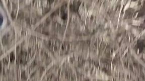 Horny Indian Couple Fucking Wild in Deep Jungle Forest