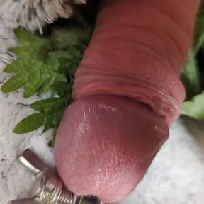 Cock nettles torture and stretching urethra