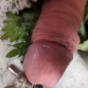 Cock nettles torture and stretching urethra