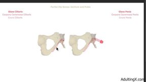 Female Anatomy and Homology