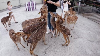 小琉球性愛之旅：激情四射的海島快感