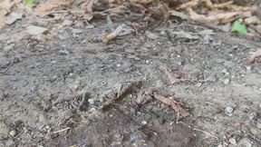 Pissing in the Dirt