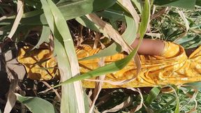 I fucked my sister in law in the corn field