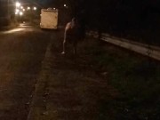 Nude on roadside beside campervan