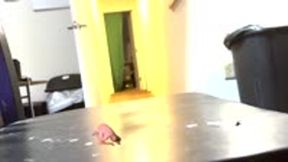 Shrinking fetish - Tiny Intruder Worships Giantess MXDominion’s Chair, femdom, goddess worship 1080