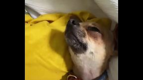 Relaxed in Mommy&rsquo_s lap. #chihuahuastiktok #nocare