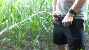 Big pissing and hot games with corncobs, my cock and ass in the cornfield