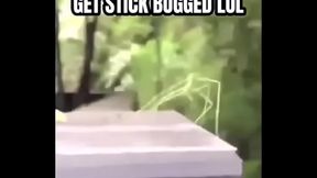 Stick bug