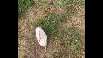 Go walk your ts!! (or your dogs)