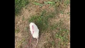 Go walk your ts!! (or your dogs)