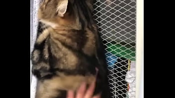 Cat gets  by Indian faggot