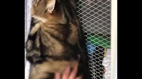 Cat gets  by Indian faggot