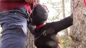 outdoor milf 3 scenes: blowjob, bondage, and creampie
