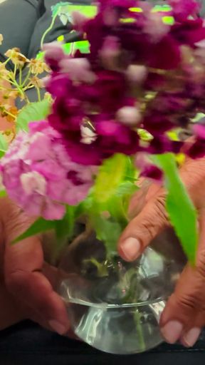 SsecnirpNailati showing off another plant, this one is a Sweet William.  Do you like the purple color of this plant.