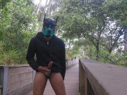 Wild Coyote Caught Public Exhib Outdoors